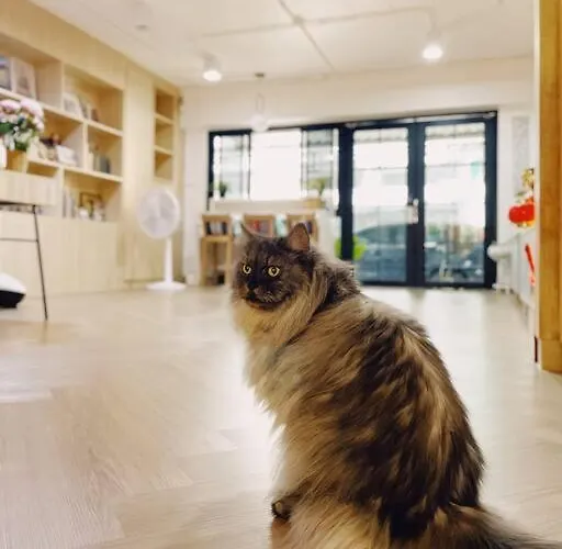 Double Studio, Private Bath & Balcony, Shared Kitchen With Local Family By Pillows & Purrs